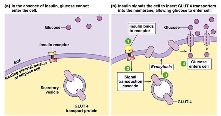 trasportatori e li confinano in prossimità della membrana plasmatica, all interno di vescicole rivestite da membrana.