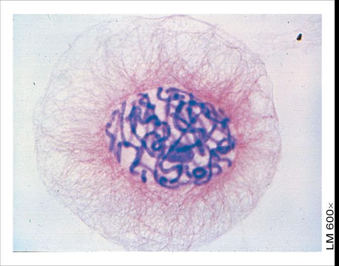 I cromosomi degli eucarioti sono grandi e complessi, e si duplicano prima di ogni divisione cellulare. Una cellula eucariotica ha molti più geni di una cellula procariotica.