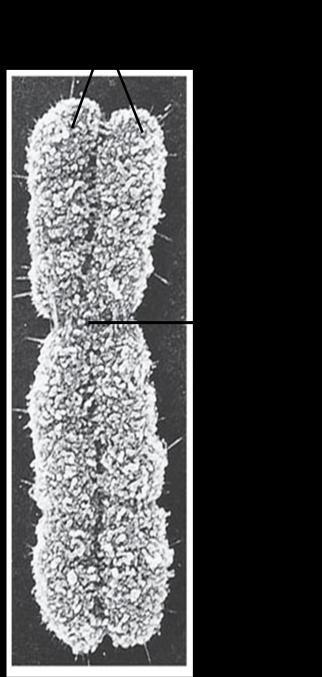 I singoli cromosomi contengono una molecola molto lunga di DNA associata a proteine e sono visibili solo quando le cellula si prepara alla divisione.