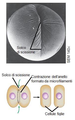 Durante l interfase la cellula sintetizza una gran quantità di proteine, fabbrica la maggior parte degli organuli e aumenta le proprie dimensioni.