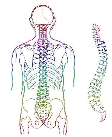 1. conoscenza: IL RACHIDE 7 vertebre cervicali 12 vertebre toraciche FUNZIONI: SOSTIENE il tronco, il capo e gli arti