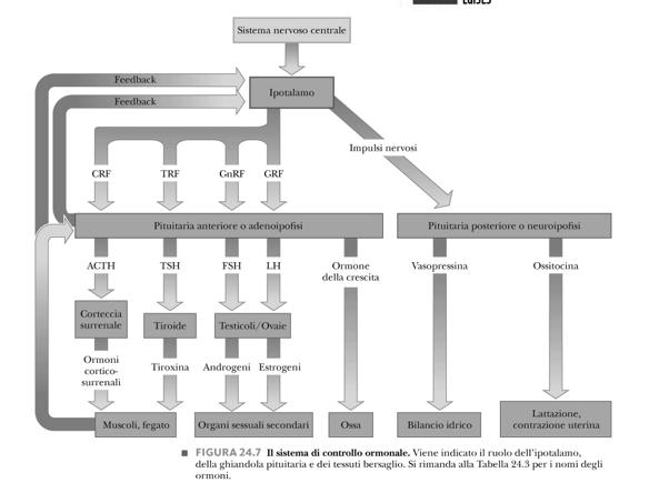 Β-corticotropina ACTH Fattori di rilascio della corticotropina cortisolo Ognuna di queste tappe della cascata ormonale può essere soggetta ad inibizione retroattiva