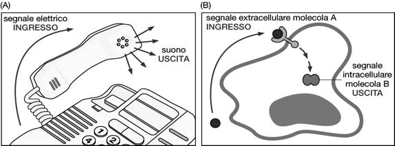 L informazione può assumere diverse forme e la comunicazione comporta spesso la necessità di convertire un segnale informativo da una forma all altra ( trasduzione del segnale) La cellula