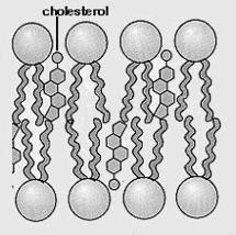 Il colesterolo è un lipide di primaria