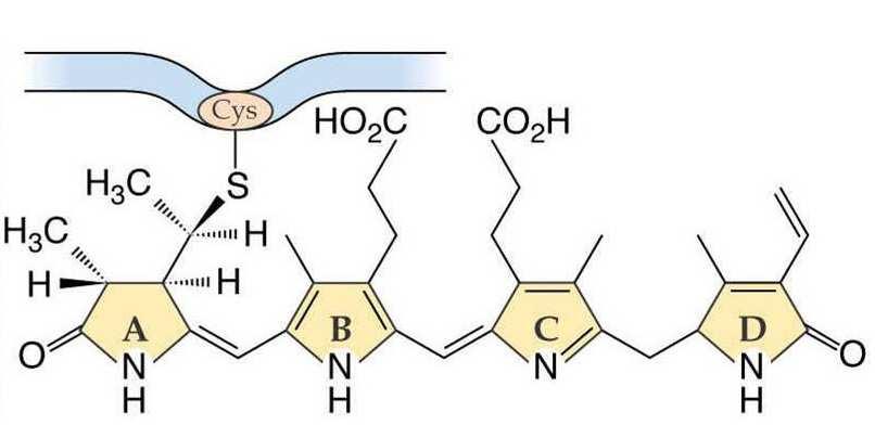 Struttura chimica del fitocromo Il fitocromo è un pigmento proteico proteina (apoproteina) con massa molecolare di circa 125