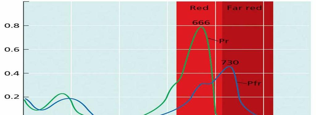 Oltre ad assorbire nella regione del rosso, entrambe le forme di fitocromo assorbono anche nella regione del blu assorbanza gli effetti mediati dal fitocromo possono anche essere