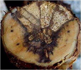 SCHEDA TECNICA MALATTIE DEL LEGNO DELLA VITE (GTD): APPLICAZIONE DI TRICHODERMA PER LA PROTEZIONE DELLE FERITE DA POTATURA INTRODUZIONE Le malattie del legno, quali Esca, eutipiosi e altre, limitano