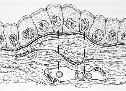 epitelio Funzione