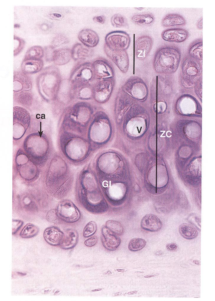 CARTILAGINE Insieme al tessuto osseo appartiene ai tessuti scheletrici o tessuti connettivi di sostegno È priva di vasi sanguigni e linfatici; è nutrita per diffusione attraverso la matrice Assolve