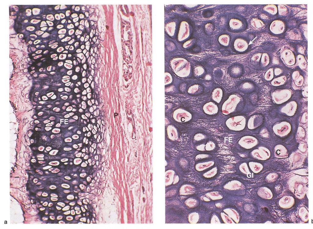 Cartilagine elastica dell