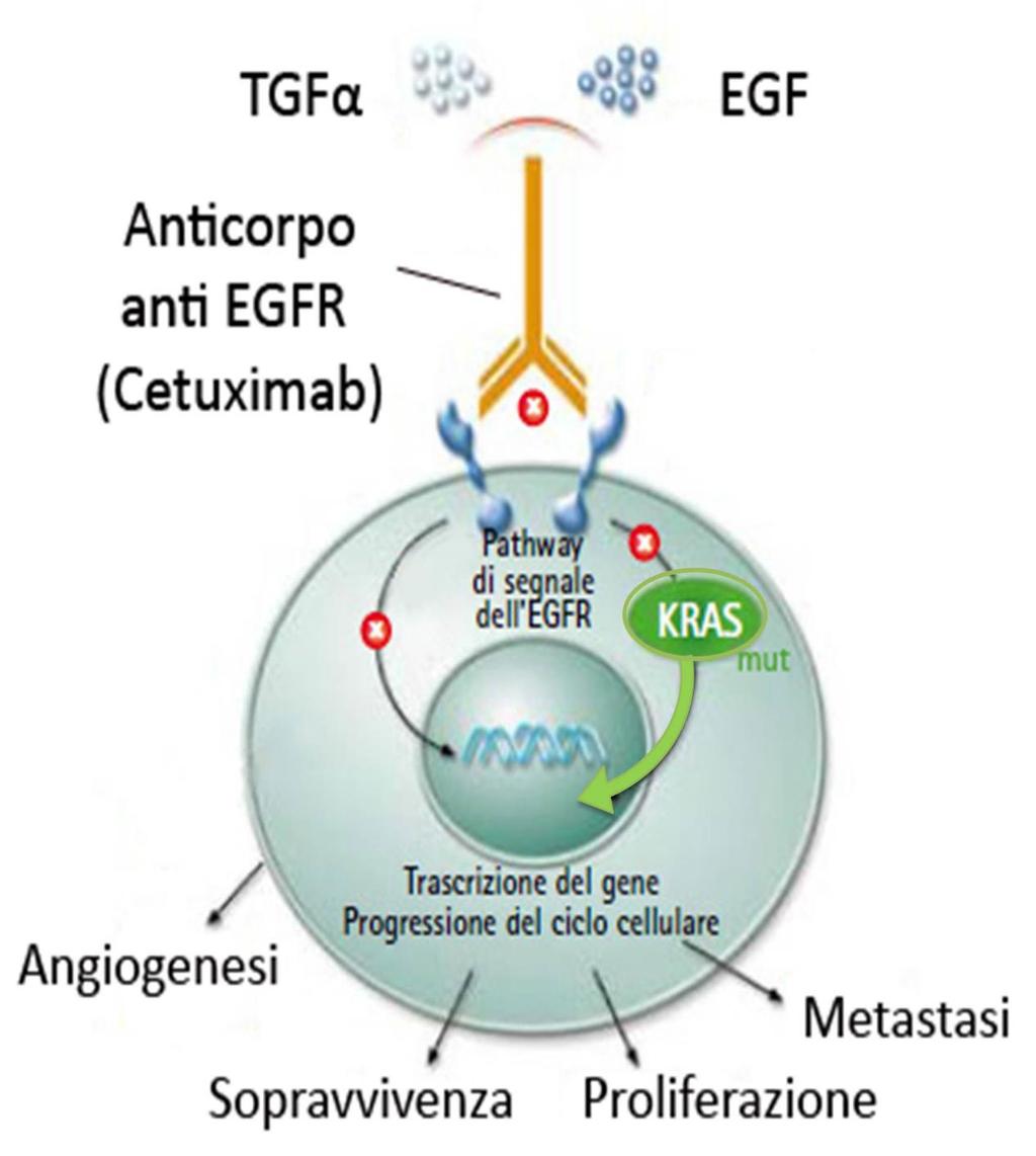 CETUXIMAB Cetuximab (Erbitux ) si lega all EGFR con un affinità che è circa 5-10 volte più alta di quella dei ligandi endogeni.