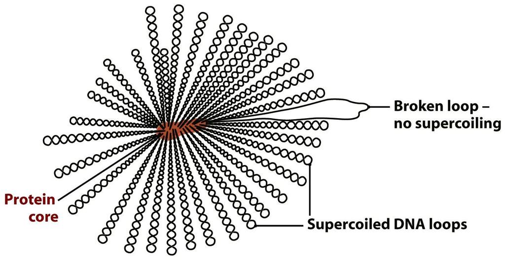 E. Coli genome (4.