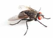 Forma una barriera invalicabile per gli insetti Efficace anche contro pappataci e mosche Efficace contro gli insetti striscianti fino a 3 settimane Sicuro, non macchia e non lascia aloni Non solo