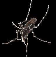 nell ambiente formando una barriera invalicabile per le zanzare nelle otto ore successive e per tre settimane nel caso di insetti striscianti quali formiche e blatte.