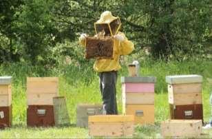 Funzionamento della rete BeeNet Sviluppo, stato sanitario, ambiente Infestazione da varroa Nosema / virus Residui di pesticidi Qualità dei pollini Stato della colonia Ambiente Parassiti Parassiti