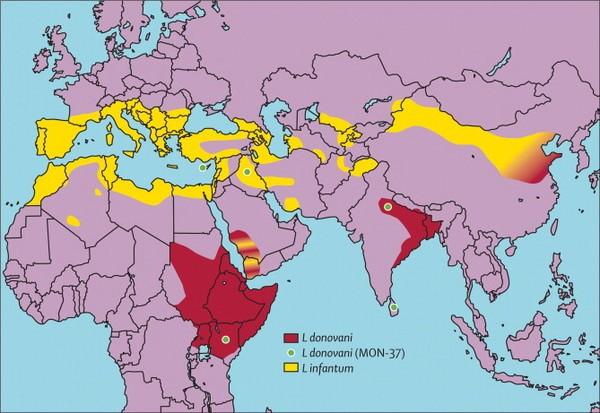 LA LEISHMANIOSI CANINA Epidemiologia - Serbatoi e diffusione 2007).