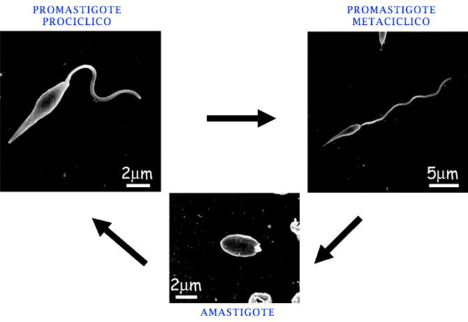 LA LEISHMANIOSI CANINA Eziologia - Leishmania da cui vengono rigurgitati direttamente - e quindi piùrapidamente - nel sito di puntura (Killick-Kendrick e Rioux, 2002).