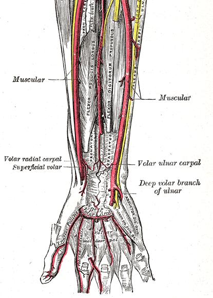omerale (o brachiale)