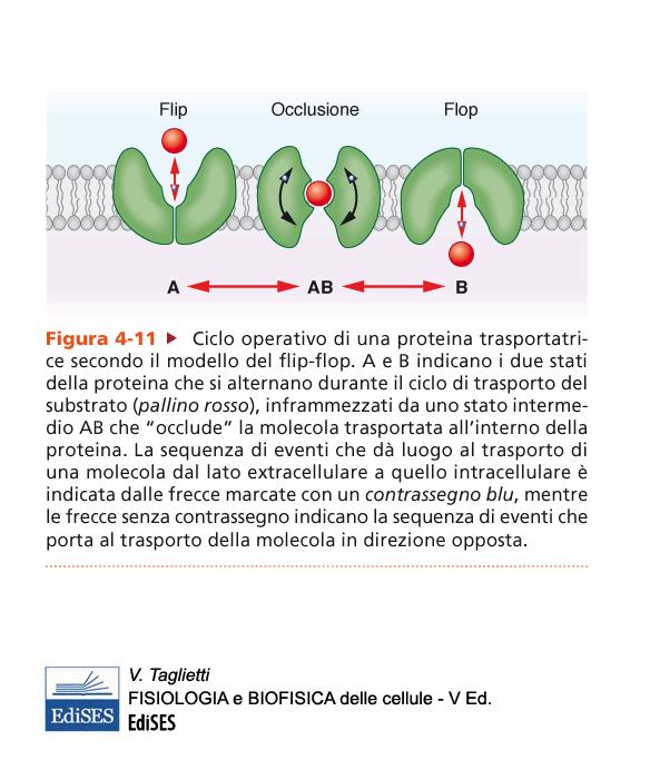 Diffusione facilitata Trasporti mediati da proteine di membrana: i trasportatori I trasportatori somigliano agli enzimi: