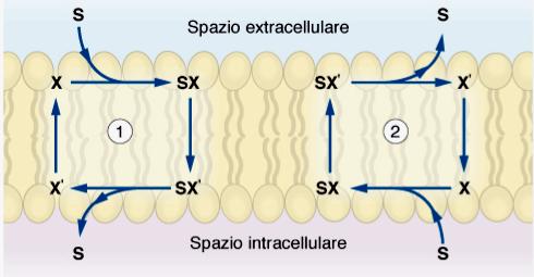 TRASPORTATORI LEGANO IONI O MOLECOLE SPECIFICHE Il legame con la