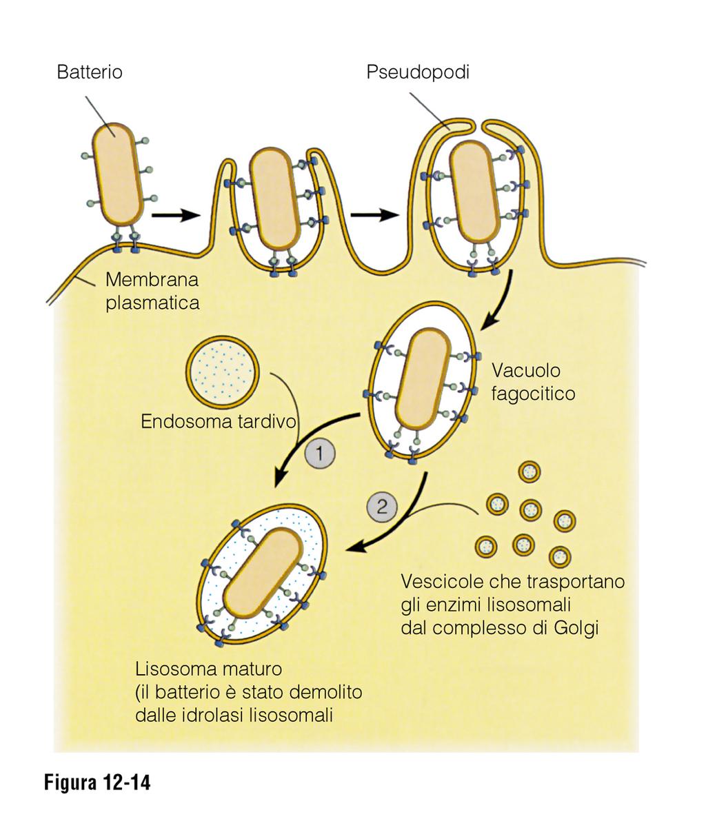 ENDOCITOSI: fagocitosi, pinocitosi e