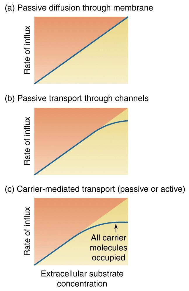 (a) Diffusione passiva attraverso la membrana Velocità di flusso (b) Trasporto passivo attraverso canali L entità del trasporto facilitato di una sostanza dipende dalla velocità con cui ogni singolo