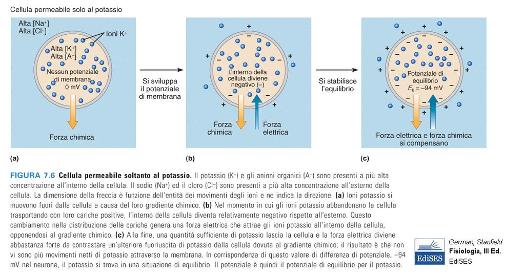 Genesi del Potenziale di Equilibrio del Potassio negativo Diffusione per