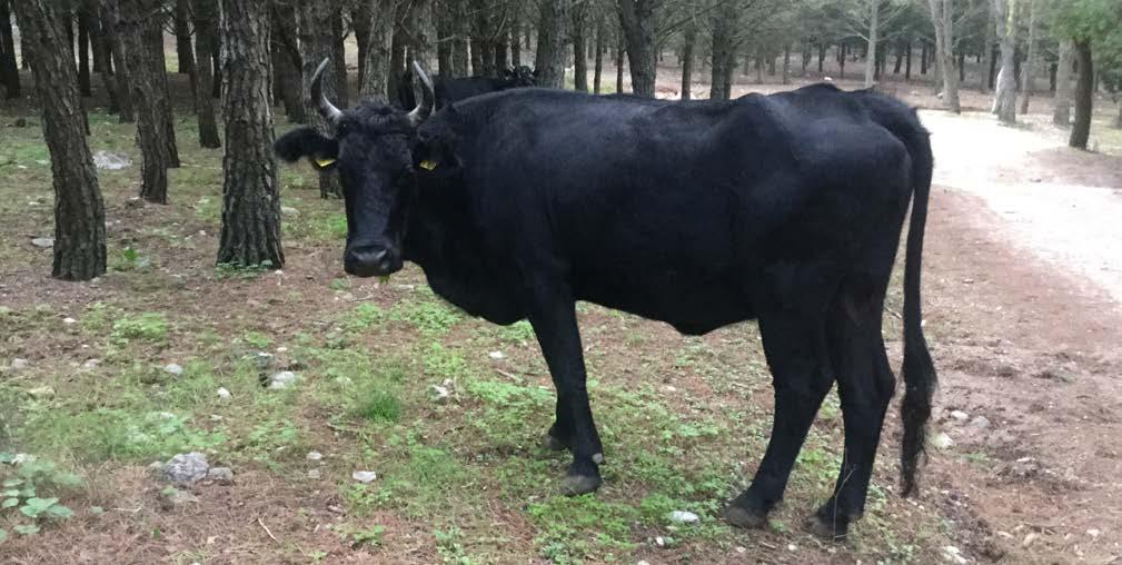 ARCA DEL GUST0 PRESIDI SLOW FOOD FORMAGGI RAZZA MODICANA Presente da secoli in Sicilia, la modicana è una a triplice attitudine ed è estremamente ru- RAZZA BOVINA CINISARA razza bovina dal