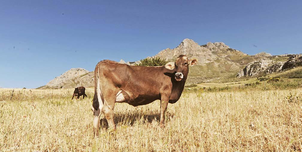 Il dibattito sul suo arrivo sull isola stica: riesce a sopravvivere alle torride estati mediterranee, alimentandosi prevalentemente al pascolo (con un integrazione in stalla Fino agli anni Cinquanta