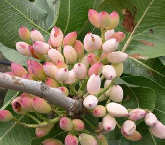 za con i frutti meno saporiti, ma decisamen- gurare la grande tradizione siciliana dei dolci settembre per potare gli alberi, a dicembre Gli alberi non si concimano, non si irrigano, te meno costosi,