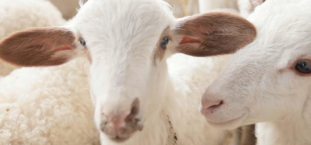 PRESIDI SLOW FOOD PRESIDI SLOW FOOD FORMAGGI PIACENTINU ENNESE Tra i monti Erei e la valle del Dittaino, in provincia di Enna, le primavere sono molto piovose e le estati umide.