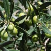 evolutive degli ecosistemi presenti sulle pendici del Mongibello. L insieme delle specie vegetali presenti sull Etna costituisce un patrimonio floristico che annovera oltre 1400 entità tassonomiche.