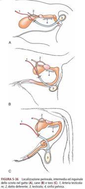 SCROTO Cute Sottocute con muscolatura liscia - fibre elastiche (T. Dartos) Fascia spermatica esterna (F. esterna tronco) Muscolo cremastere (m.