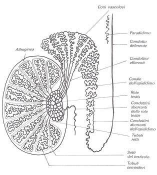 posizione extra-addominale, contenuti nel sacco scrotale) Vie genitali: Tubuli retti > rete testis > coni vascolosi > epididimo > deferente > uretra Ghiandole annesse: vescichette seminali, prostata,