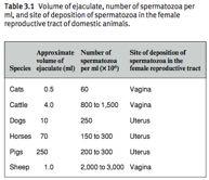 Organo copulatore: pene o verga radice corpo Glande E avvolto da tunica