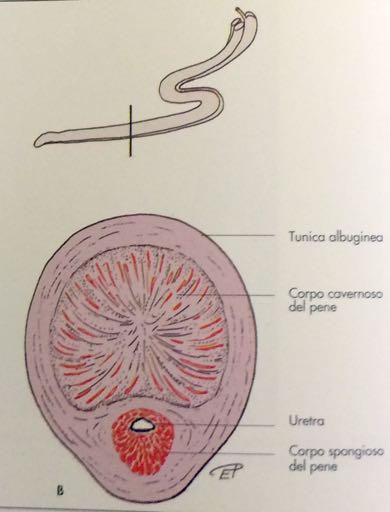 pene di tipo fibro-elastico (con abbondanti setti fibrosi che avvolgono i