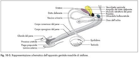 muscolari) erezione: riempimento dei