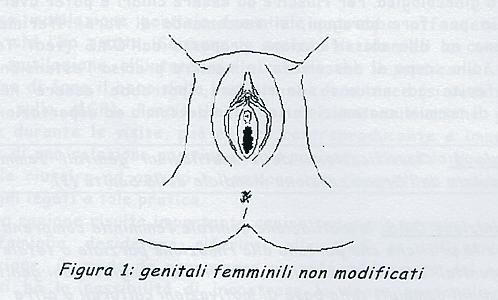 GENITALI