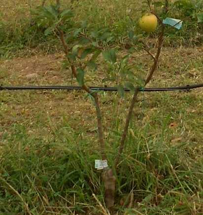 di rami anticipati. Nella primavera seguente questo astone potrà essere messo a dimora dal frutticoltore.