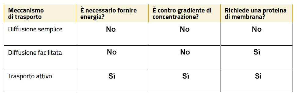 1. B 2. A 4. C 6. C 7. D 8. A 9. A 10. D 11. C 12. A 13. a) fosfolipidi b) code c) composizione d) fluidità 14.