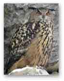 Gufo reale GUFO REALE Nome scientifico: Bubo bubo, Linnaeus 1758 Nomi stranieri: Eurasian eagle-owl (UK), Grand-duc d Europe (Fra), Uhu (Ger) Stato di conservazione: impoverito DESCRIZIONE Il gufo