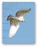 Biancone BIANCONE Nome scientifico: Circaetus gallicus Nomi stranieri: Short-toed snake-eagle (UK), Circaéte Jean-le-Blanc (Fra), Schlangenadler (Ger) Stato di conservazione: a basso rischio