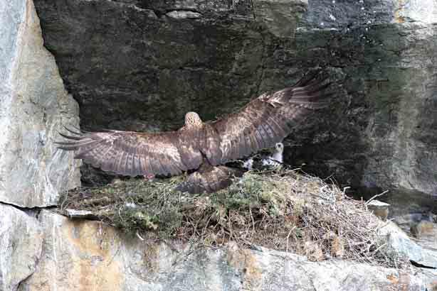 Aquila reale vato piccoli durante la primavera precedente.