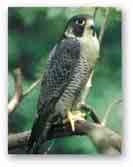 Falco pellegrino FALCO PELLEGRINO Nome scientifico: Falco peregrinus, Tunnstall 1771 Nomi stranieri: Peregrine falcon (UK), Faucon pélerin (Fra), Wanderfalke (Ger) Stato di conservazione: sicuro