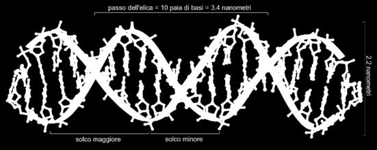 Carboidrati: funzione strutturale e di