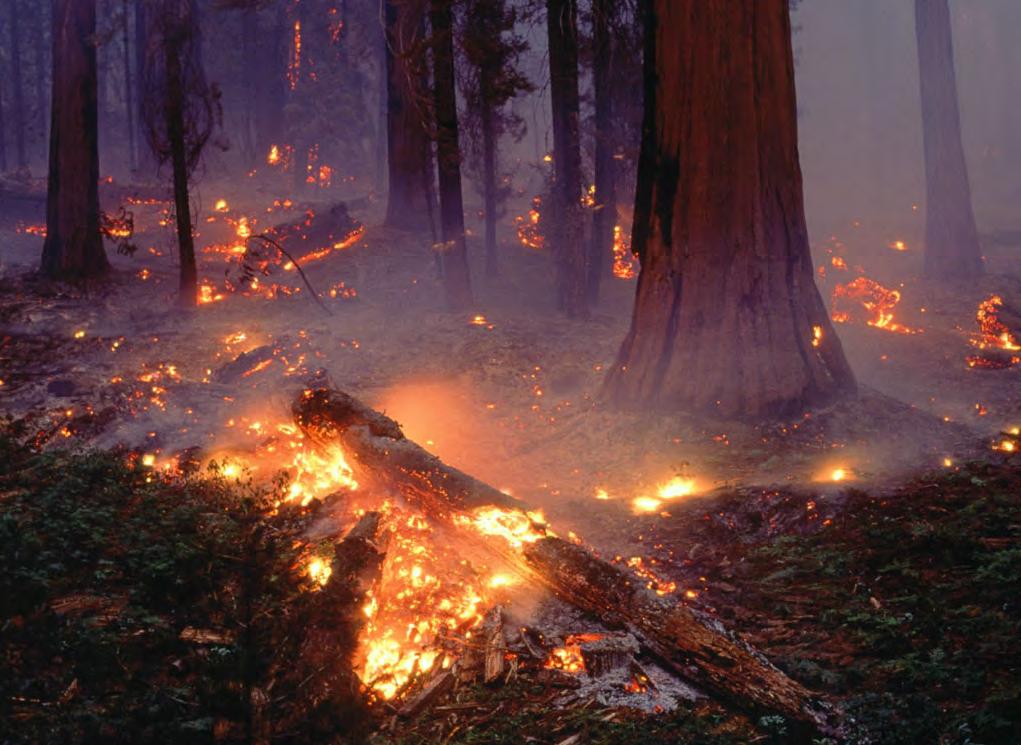 Incendio di superficie o di tipo radente: Gli incendi di superficie, anche se di solito non provocano danni rilevanti sugli alberi d'alto fusto, distruggono la vegetazione a livello del terreno