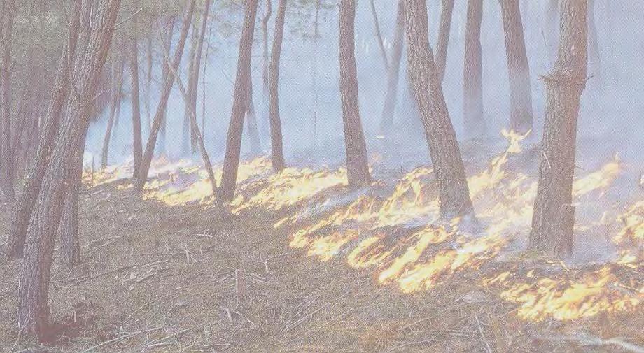 Incendio di superficie o di tipo radente: a seguito di deficit idrici di media intensità; brucia la lettiera indecomposta, la copertura erbacea ed arbustiva (fase iniziale comune a tutti): foglie