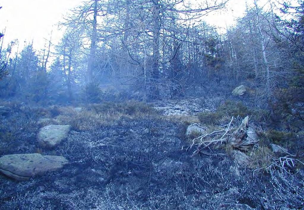 Incendio ipogeo o sotterraneo: Gli incendi sotterranei sono estremamente distruttivi andando ad interessare le radici e gli strati più profondi della lettiera, compromettendo la ripresa vegetativa o