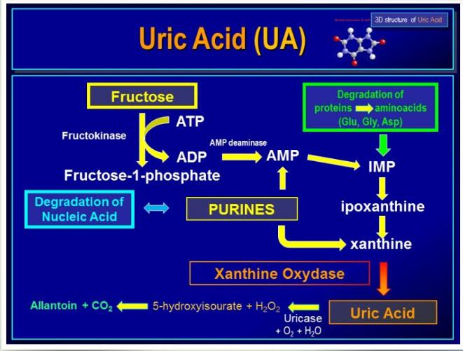 METABOLISMO DELLE PURINE 2/3