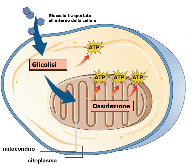 Metabolismo glicolitico.